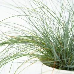 Blauw schapegras - Set van 3 - Festuca 'Elijah Blue' - Hoogte 10-15cm - ⌀9cm