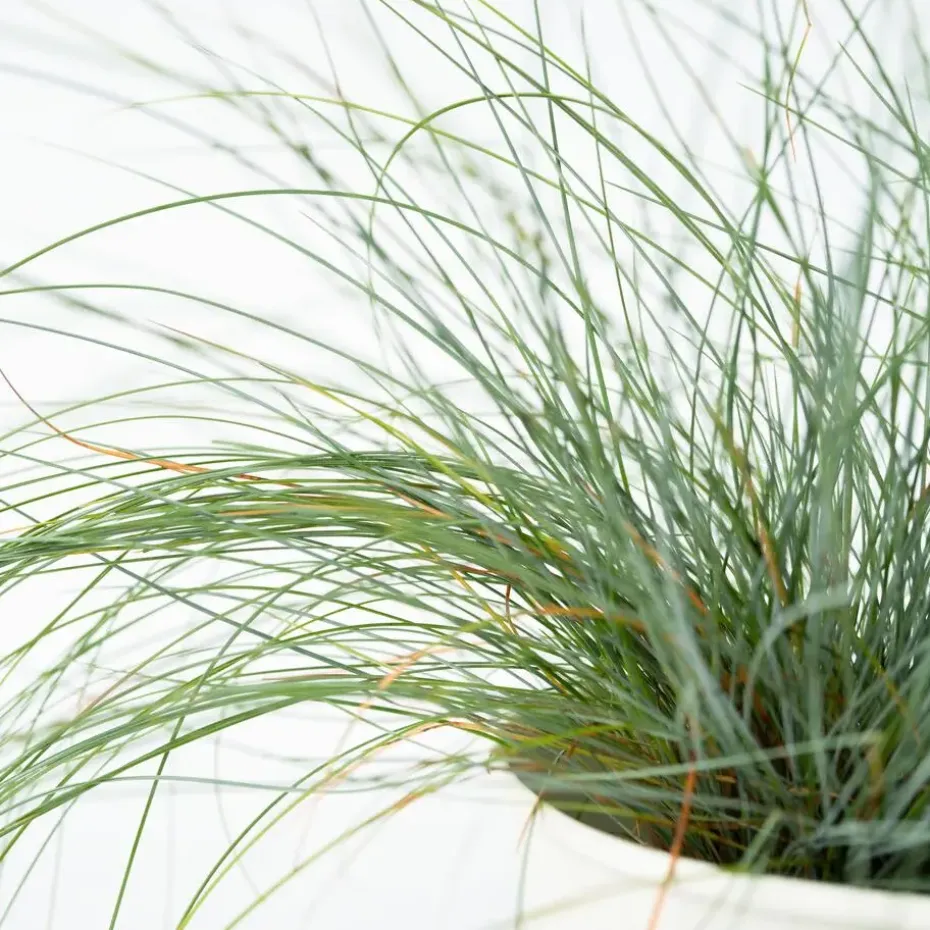 Blauw schapegras - Set van 3 - Festuca 'Elijah Blue' - Hoogte 10-15cm - ⌀9cm