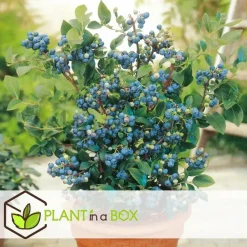Blauwe bessen - Set van 3 - Vaccinium 'Sunshine Blue' - Hoogte 25-40cm - ⌀9cm