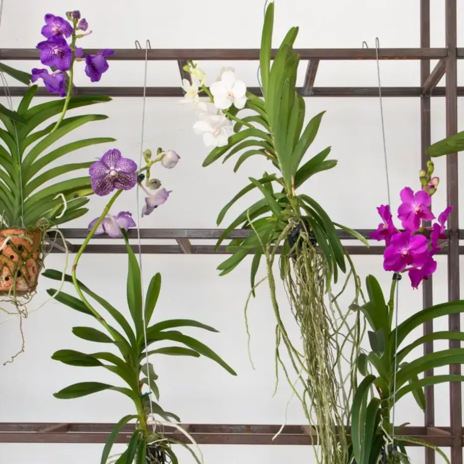 Blauwe orchidee L - Vanda 'Blue' - Hoogte 55-65cm
