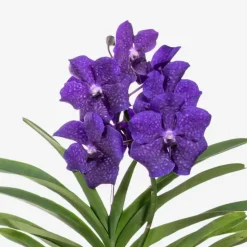 Blauwe orchidee L - Vanda 'Blue' - Hoogte 55-65cm