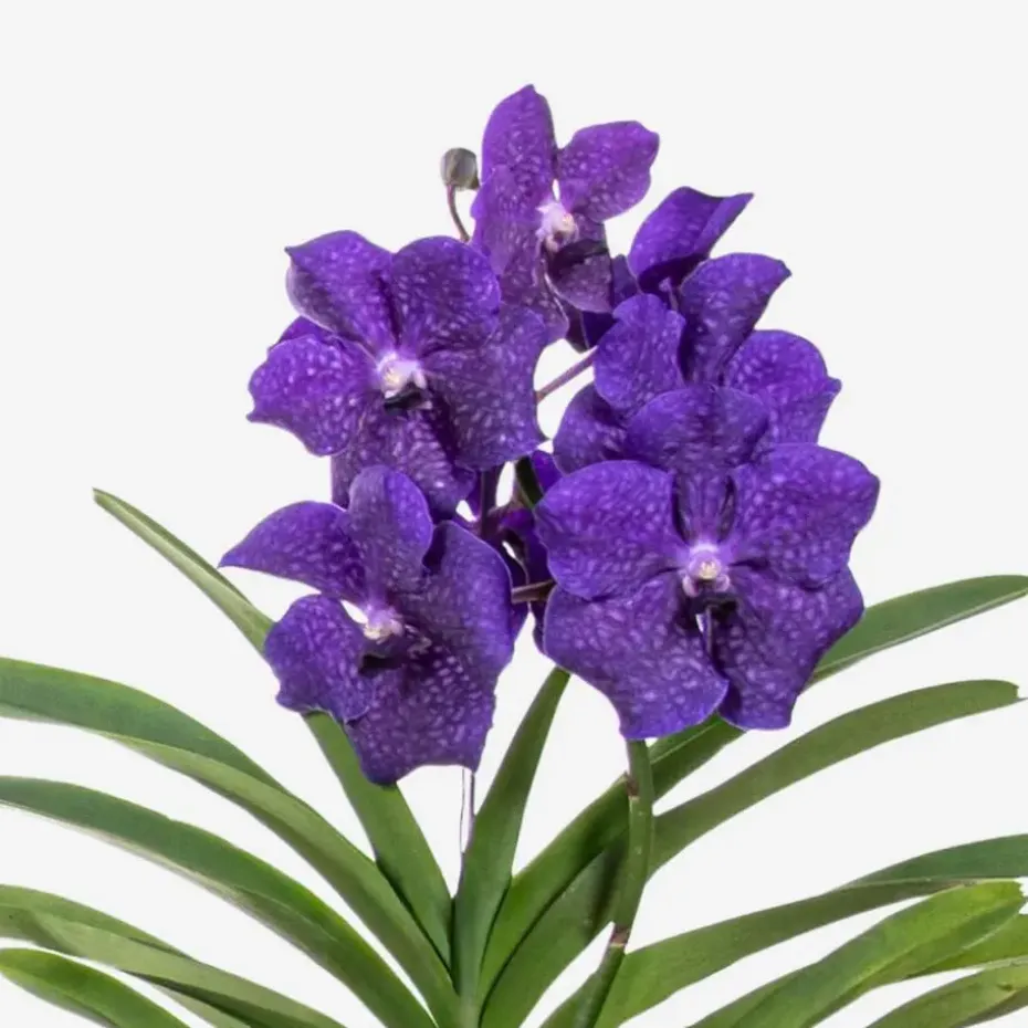 Blauwe orchidee L - Vanda 'Blue' - Hoogte 55-65cm