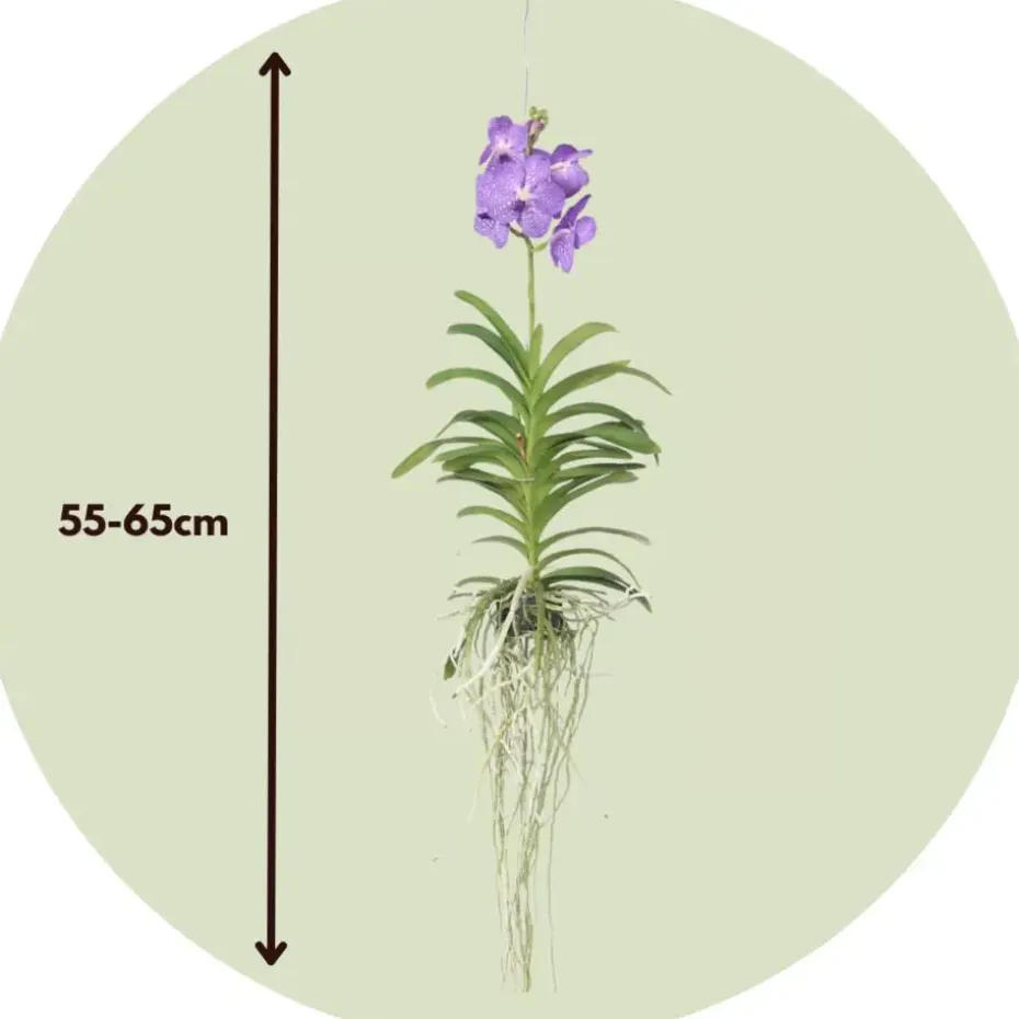 Blauwe orchidee L - Vanda 'Blue' - Hoogte 55-65cm
