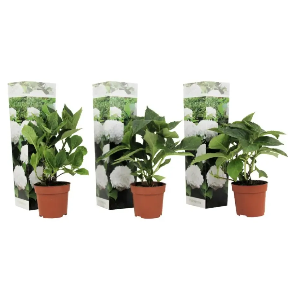 Bolhortensia - Set van 3 - Hydrangea macrophylla 'Wudu' - Hoogte 25-40cm - ⌀9cm