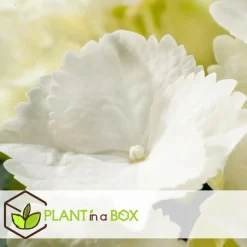 Bolhortensia - Set van 3 - Hydrangea macrophylla 'Wudu' - Hoogte 25-40cm - ⌀9cm