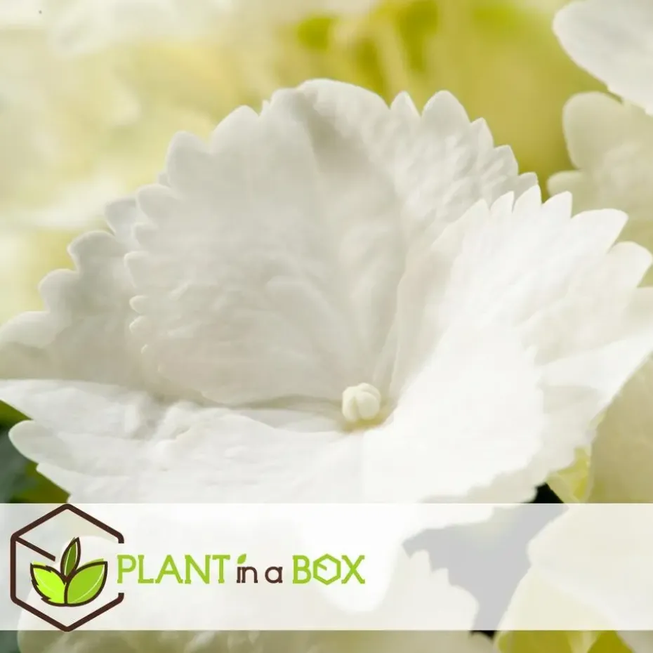 Bolhortensia - Set van 3 - Hydrangea macrophylla 'Wudu' - Hoogte 25-40cm - ⌀9cm