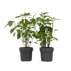 Bolhortensia - Set van 2 - Hydrangea 'Strong Annabelle' - Hoogte 30-40cm - ⌀19cm