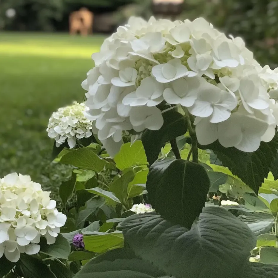 Bolhortensia - Set van 2 - Hydrangea 'Strong Annabelle' - Hoogte 30-40cm - ⌀19cm