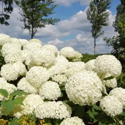 Bolhortensia - Set van 2 - Hydrangea 'Strong Annabelle' - Hoogte 30-40cm - ⌀19cm