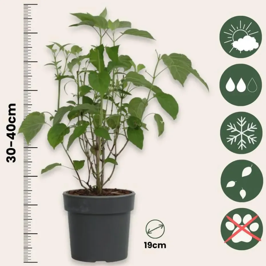Bolhortensia - Set van 2 - Hydrangea 'Strong Annabelle' - Hoogte 30-40cm - ⌀19cm