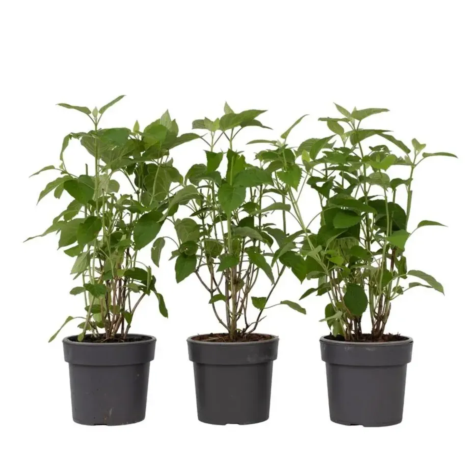 Bolhortensia - Set van 3 - Hydrangea 'Strong Annabelle' - Hoogte 30-40cm - ⌀19cm