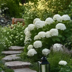Bolhortensia - Set van 3 - Hydrangea 'Strong Annabelle' - Hoogte 30-40cm - ⌀19cm