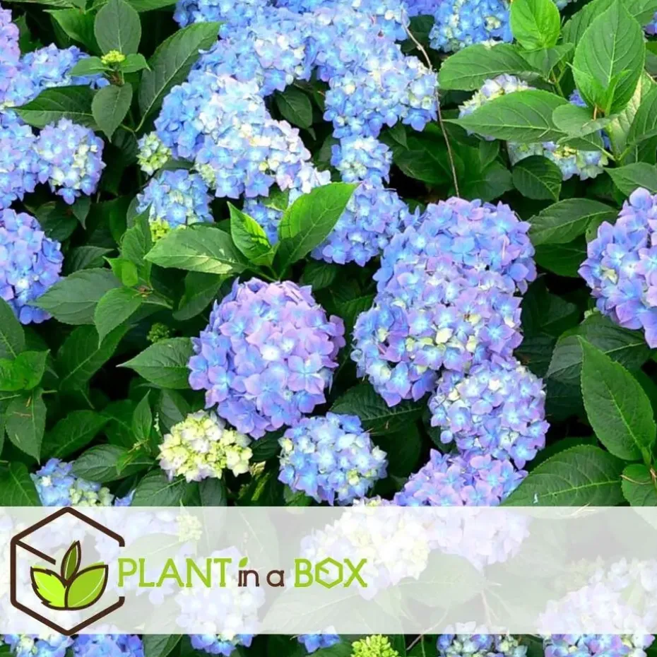 Bolhortensia - Set van 3 - Hydrangea 'Early Blue' - Hoogte 25-40cm - ⌀9cm