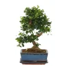 Bonsai - Carmona microphylla - Hoogte 20-30cm - ⌀15cm