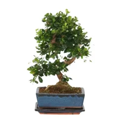 Bonsai - Carmona microphylla - Hoogte 20-30cm - ⌀15cm