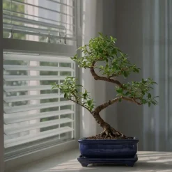 Bonsai - Carmona microphylla - Hoogte 20-30cm - ⌀15cm