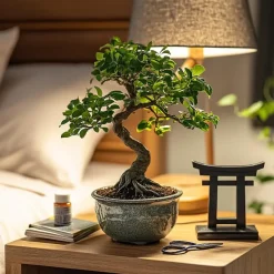 Bonsai - Carmona microphylla - Hoogte 20-30cm - ⌀15cm