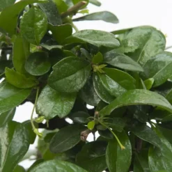 Bonsai - Carmona microphylla - Hoogte 20-30cm - ⌀15cm