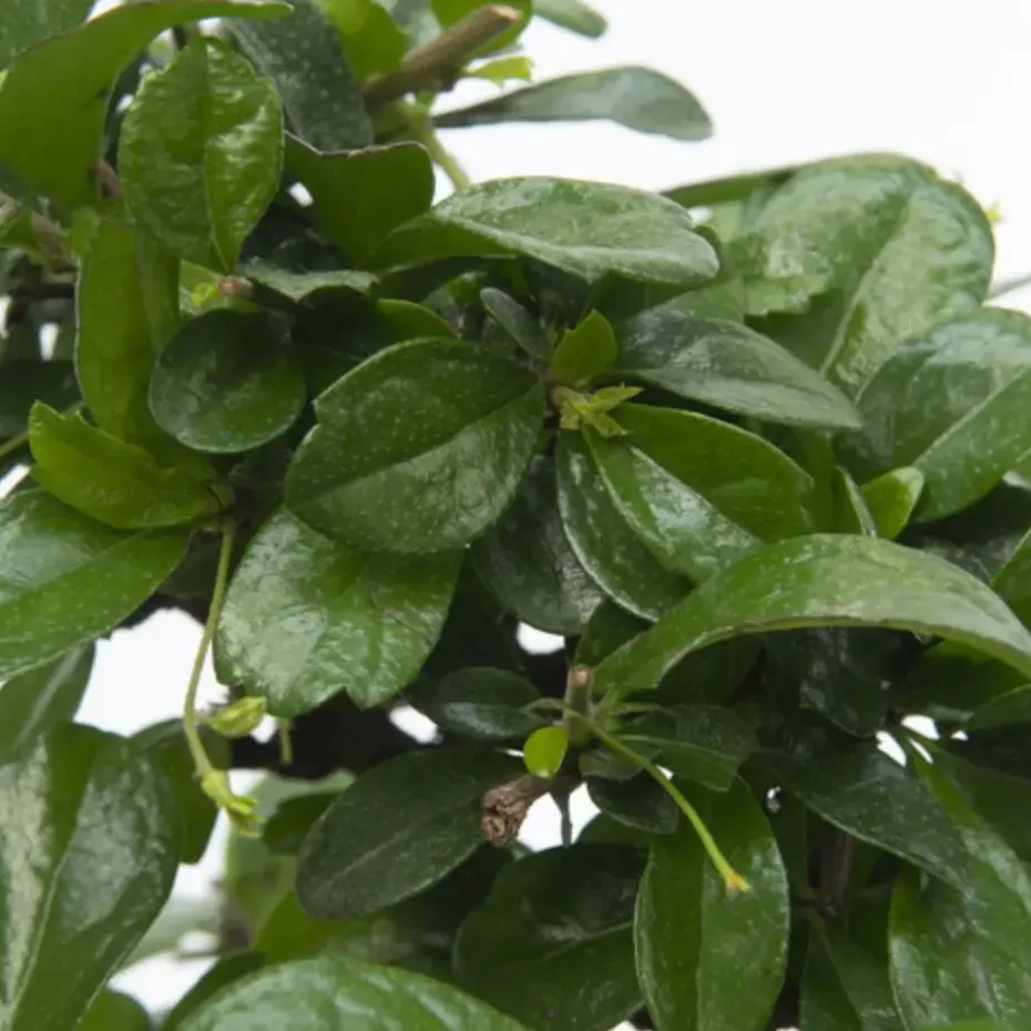 Bonsai - Carmona microphylla - Hoogte 20-30cm - ⌀15cm