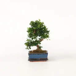 Bonsai - Carmona microphylla - Hoogte 25-30cm - ⌀20cm