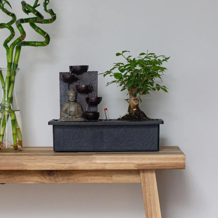 Bonsai met Buddha - Bonsai - Hoogte 25-35cm - ⌀29cm