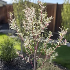 Bonte dwergwilg - Set van 4 - Salix integra 'Flamingo' - Hoogte 60-80cm - ⌀17cm