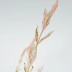 Bonte dwergwilg - Set van 4 - Salix integra 'Flamingo' - Hoogte 60-80cm - ⌀17cm