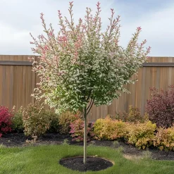 Bonte dwergwilg - Set van 2 - Salix integra 'Flamingo' - Hoogte 60-80cm - ⌀17cm