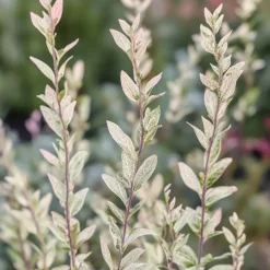Bonte Wilg - Salix integra ´Flamingo' - Hoogte 60-80cm - Pot 17cm