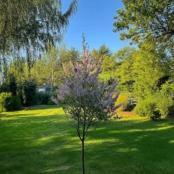 Bonte Wilg - Salix integra ´Flamingo' - Hoogte 60-80cm - Pot 17cm