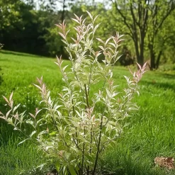 Bonte Wilg - Salix integra ´Flamingo' - Hoogte 60-80cm - Pot 17cm