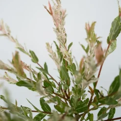 Bonte Wilg - Salix integra ´Flamingo' - Hoogte 60-80cm - Pot 17cm