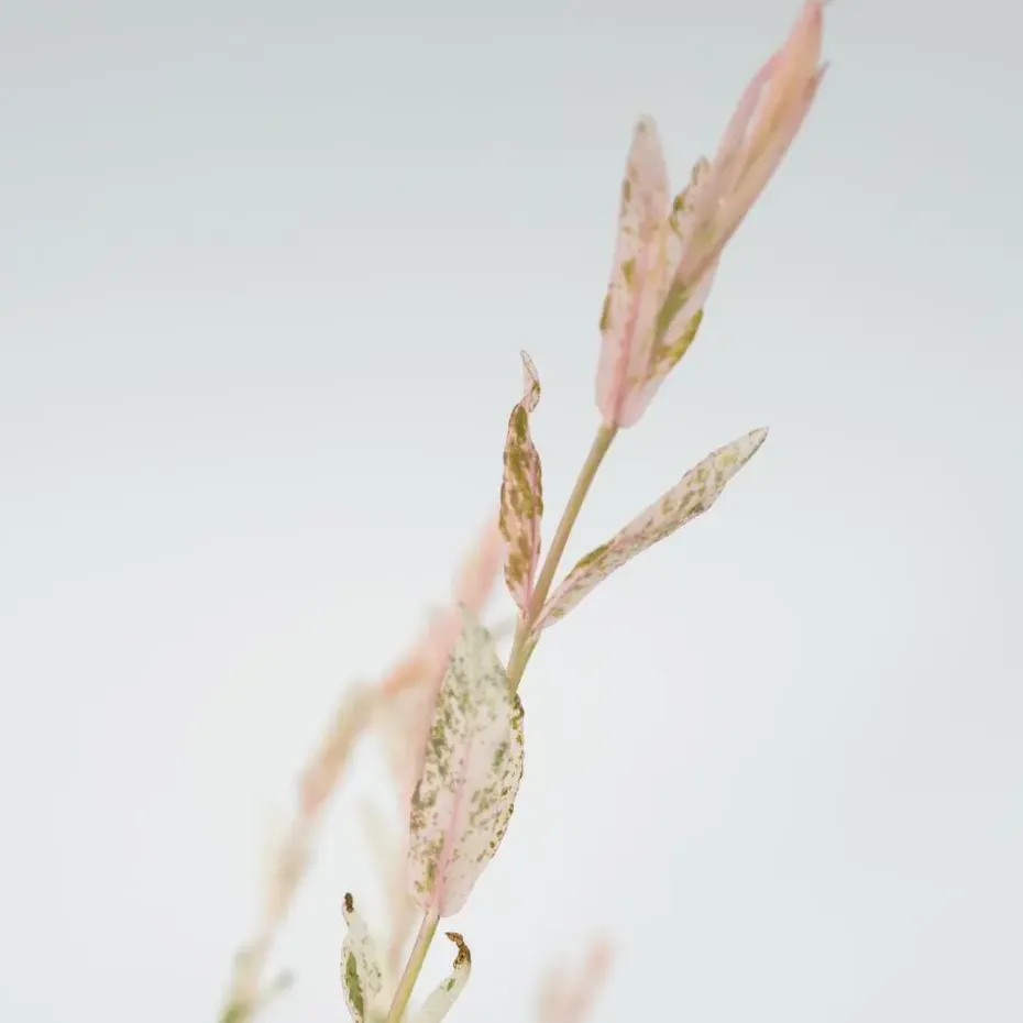 Bonte Wilg - Salix integra ´Flamingo' - Hoogte 60-80cm - Pot 17cm
