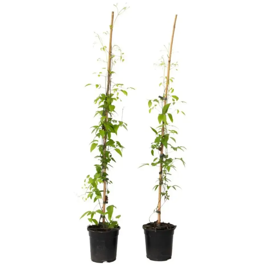 Bosrank - 2 stuks - Clematis 'The President' - Hoogte 100-120cm - ⌀17cm