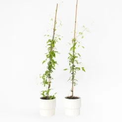 Bosrank - 2 stuks - Clematis 'The President' - Hoogte 100-120cm - ⌀17cm