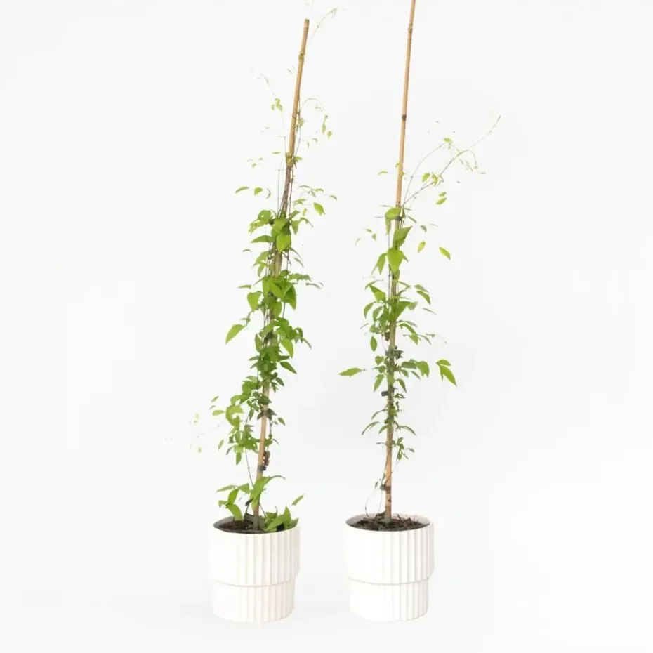 Bosrank - 2 stuks - Clematis 'The President' - Hoogte 100-120cm - ⌀17cm