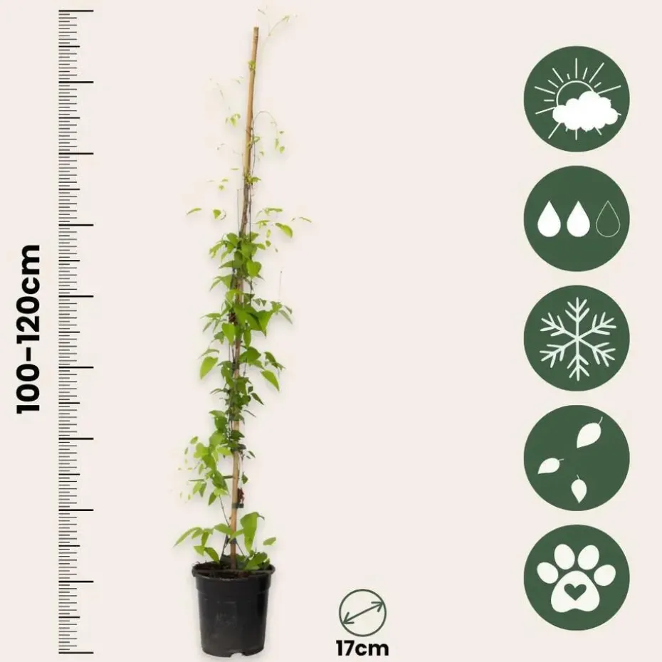 Bosrank - 2 stuks - Clematis 'The President' - Hoogte 100-120cm - ⌀17cm
