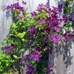 Bosrank - 2 stuks - Clematis 'The President' - Hoogte 100-120cm - ⌀17cm