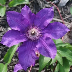 Bosrank - 2 stuks - Clematis 'The President' - Hoogte 100-120cm - ⌀17cm