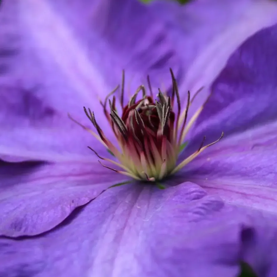 Bosrank - 2 stuks - Clematis 'The President' - Hoogte 100-120cm - ⌀17cm