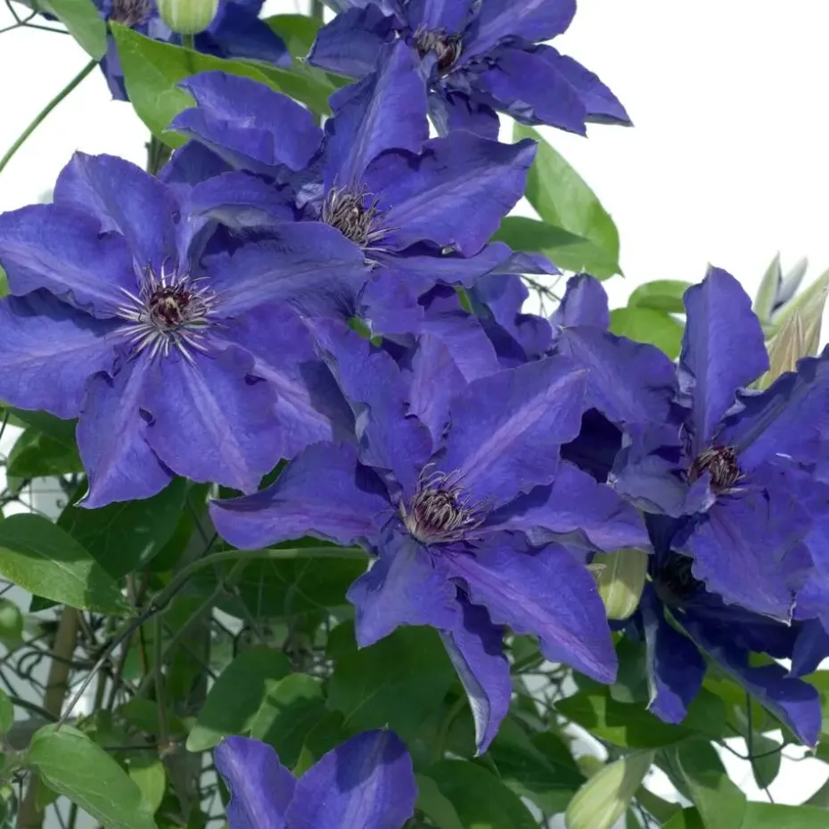 Bosrank - 2 stuks - Clematis 'The President' - Hoogte 100-120cm - ⌀17cm