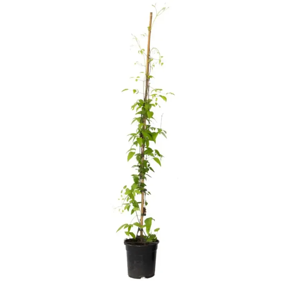 Bosrank - Clematis 'Hagley Hybrid' - Hoogte 100-120cm - ⌀17cm