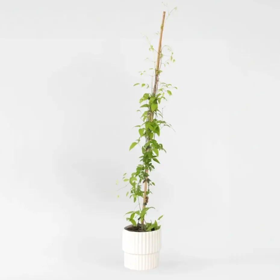 Bosrank - Clematis 'Hagley Hybrid' - Hoogte 100-120cm - ⌀17cm