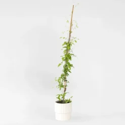Bosrank - Clematis 'The President' - Hoogte 100-120cm - ⌀17cm