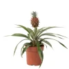 Bromelia - Ananas comosus 'Mi Amigo' - Hoogte 35-45cm - ⌀12cm