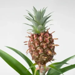 Bromelia - Ananas comosus 'Mi Amigo' - Hoogte 35-45cm - ⌀12cm