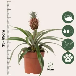 Bromelia - Ananas comosus 'Mi Amigo' - Hoogte 35-45cm - ⌀12cm