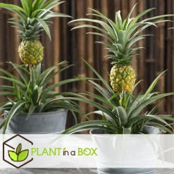 Bromelia - Ananas comosus 'Mi Amigo' - Hoogte 35-45cm - ⌀12cm