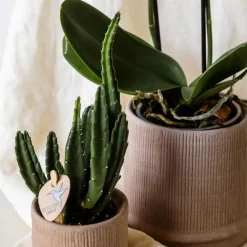 Cadeauset orchidee 'Cocktail S' - Phalaenopsis - Hoogte 30cm