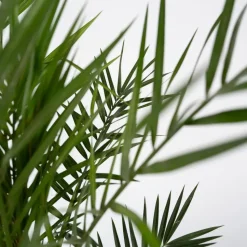 Canarische Dadelpalm - Phoenix canariensis - Hoogte 80-100cm - ⌀19cm